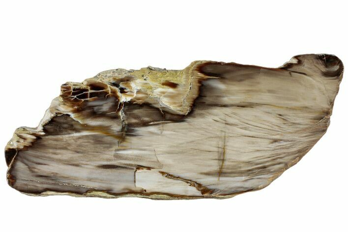Polished Petrified Wood (Bald Cypress?) Slab - Washington #308404